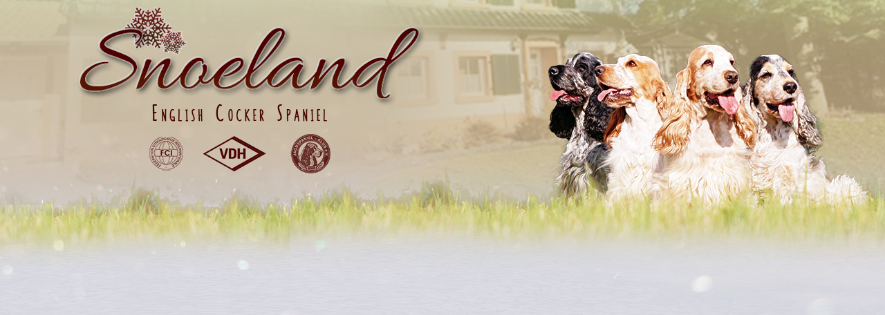 Snoeland English Cocker Spaniel Kennel in der FCI | VDH | JspK  